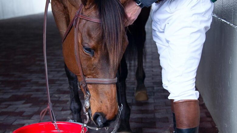 Unveiling the Diversity of Equine Breeds