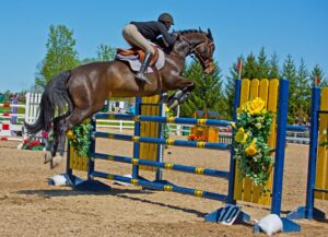 The Heartbeat of Equestrian Sports: Where Passion Meets Purpose