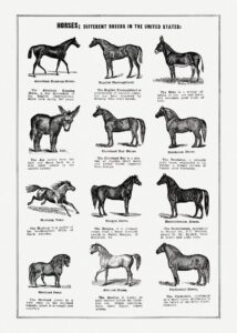 Understanding Different Horse Breeds