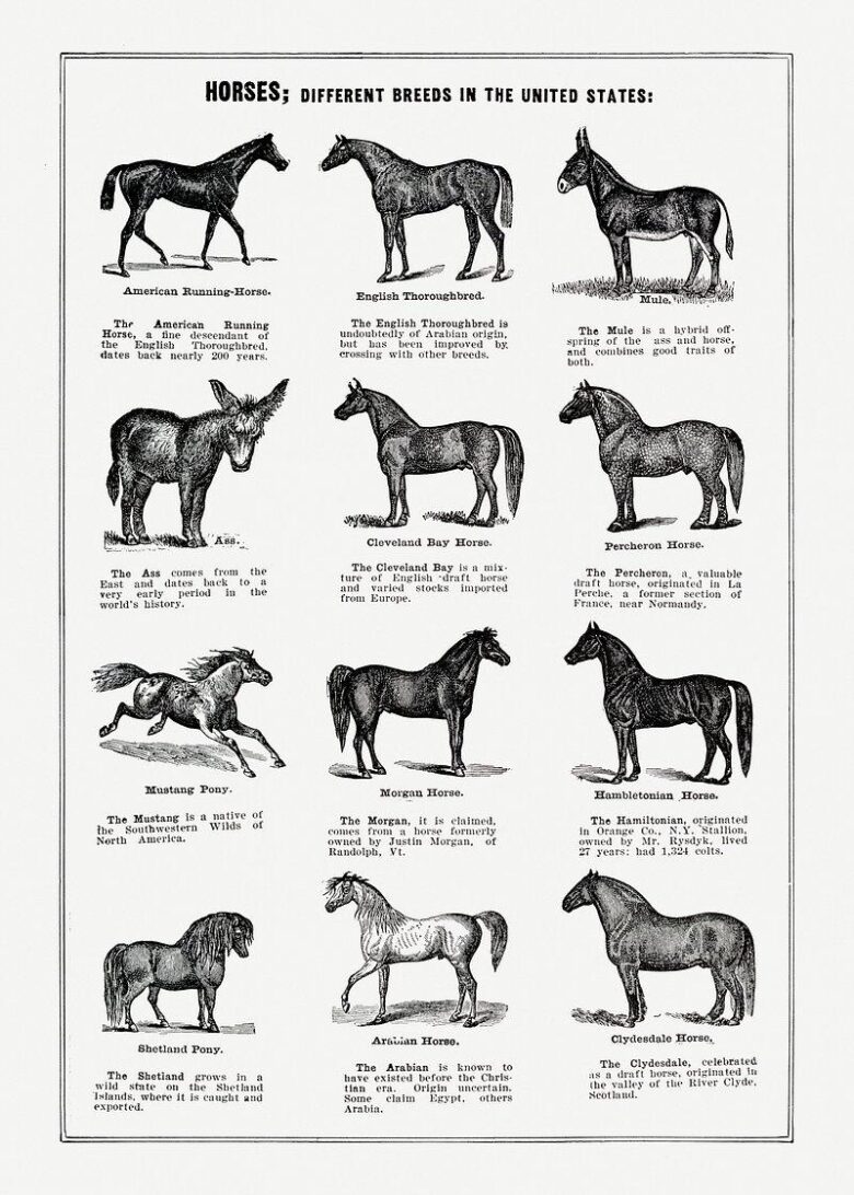 Understanding Different Horse Breeds