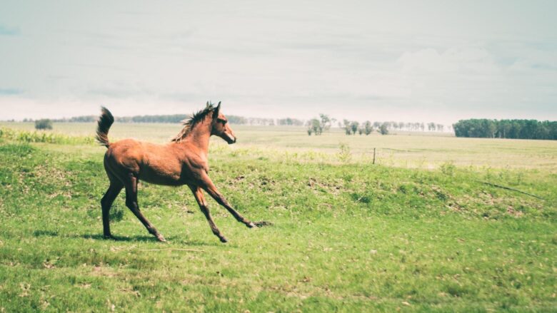 The Majesty of Equestrian Sports: A Journey into Equine Excellence